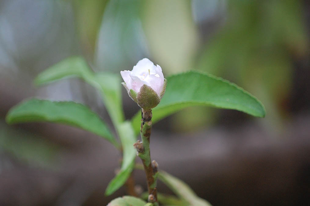 桃の花