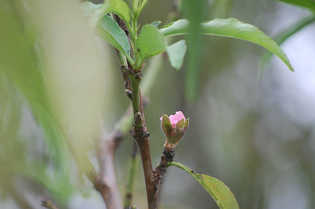 桃の花