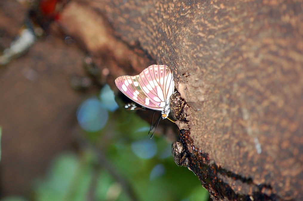 樹液に群がる虫たち