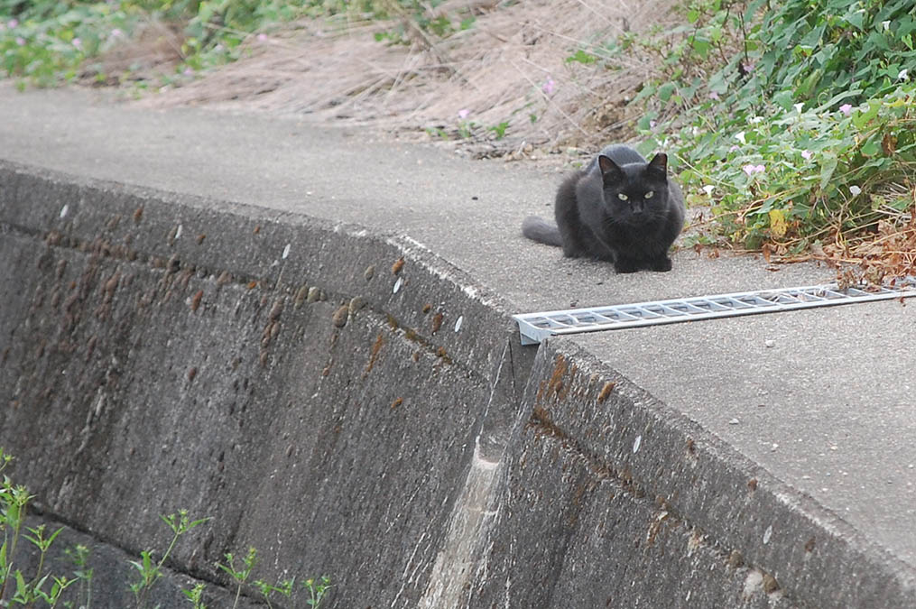 黒猫