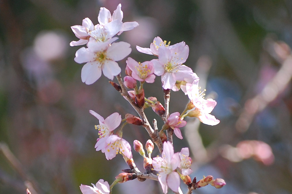 桜