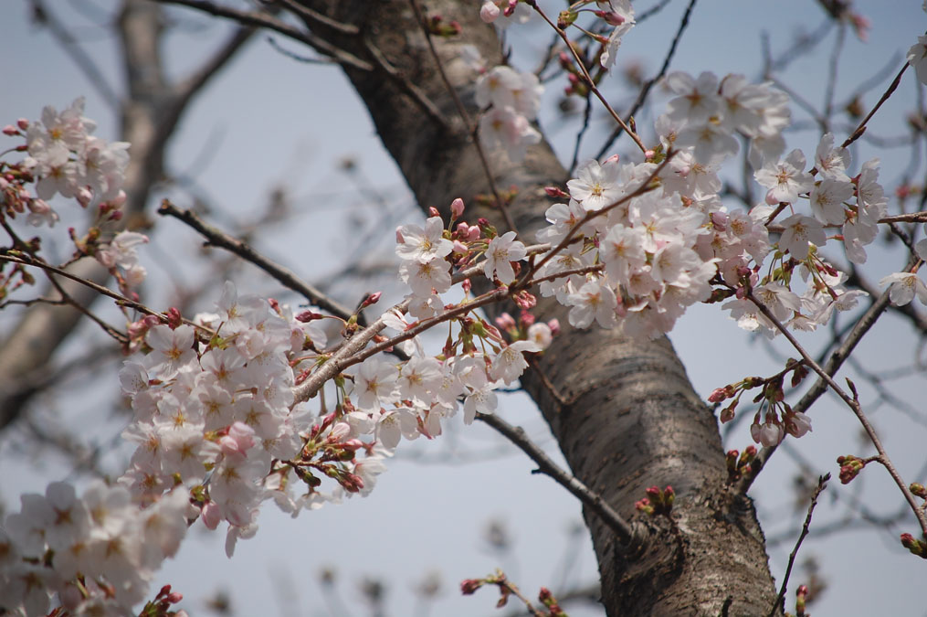 桜