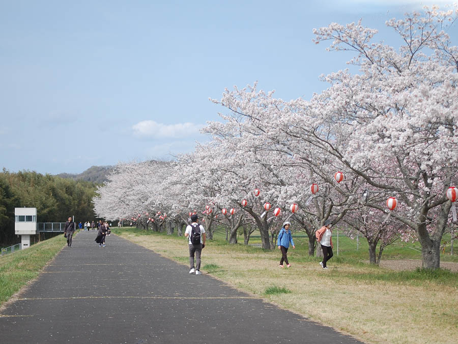 辰ノ口桜並木