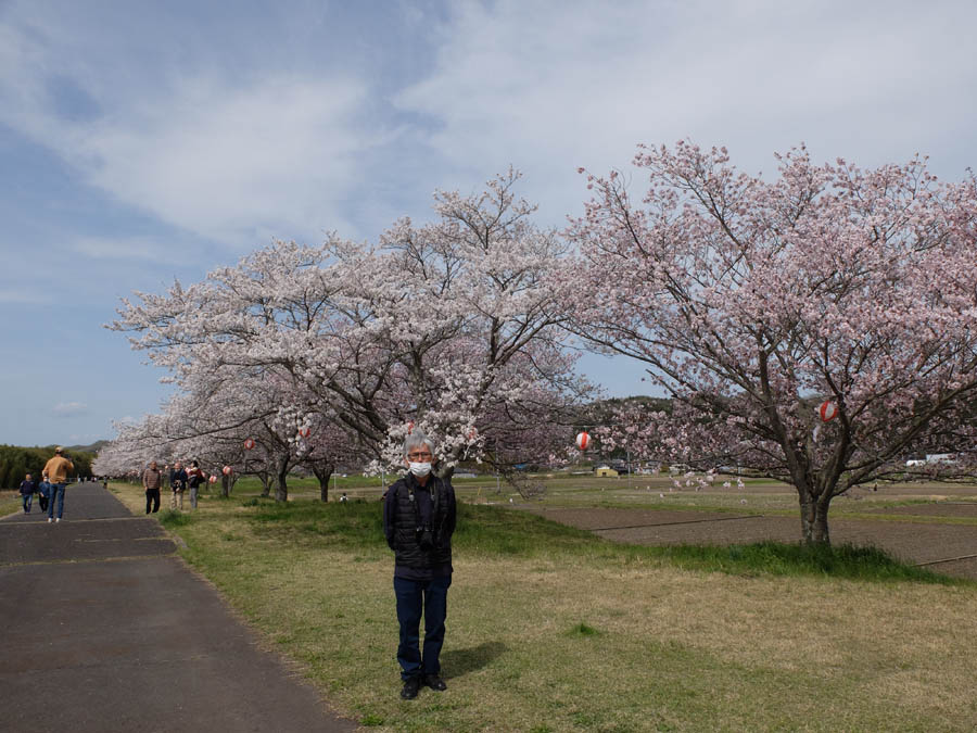 辰ノ口桜並木