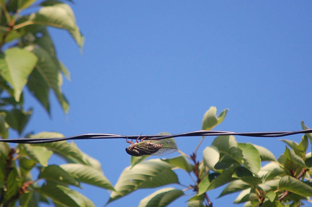 鳴くセミ