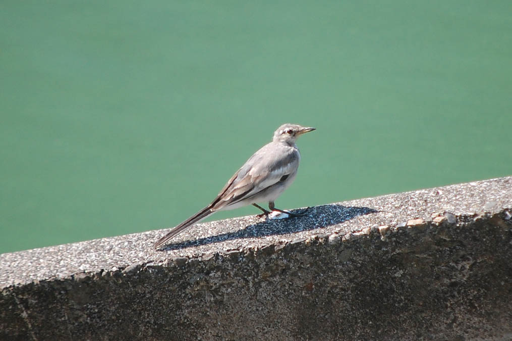 ハクセキレイの幼鳥