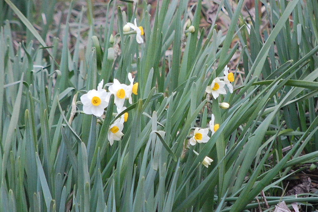 水仙の花