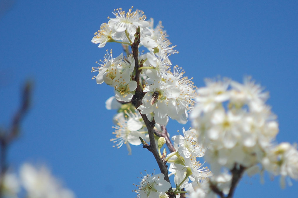 スモモの花