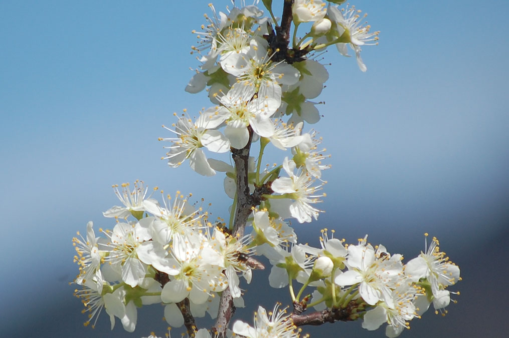 スモモの花