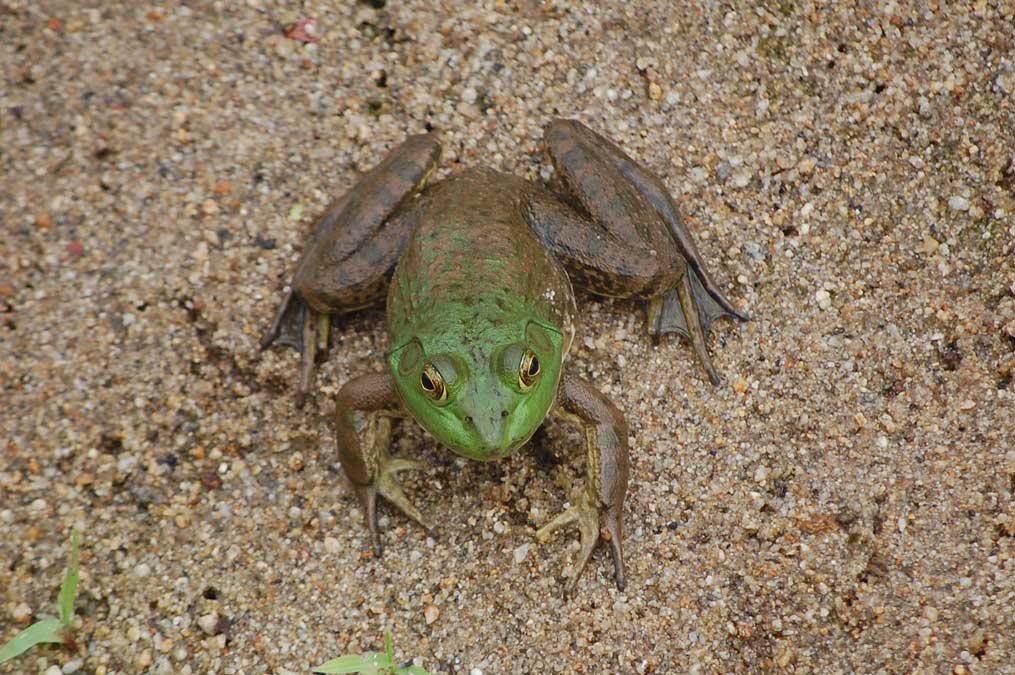 ウシガエル