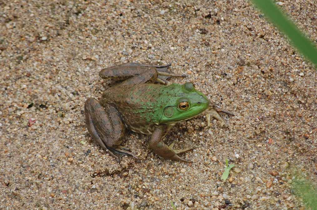 ウシガエル