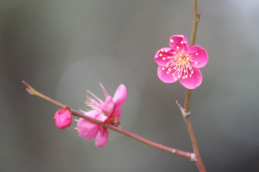 紅梅